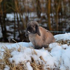 Kanin Eagles' Spot of Ice af Lego-Gården
