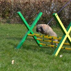 Kanin Eagles' Spot of Ice af Lego-Gården