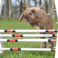 Kanin Eagles' Ice Pack af Lego-Gården