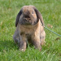 Kanin Eagles' Ice Pack af Lego-Gården