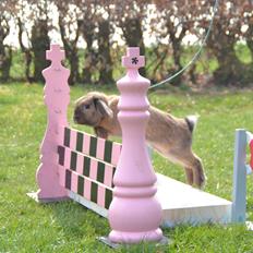 Kanin Eagles' Ice Pack af Lego-Gården