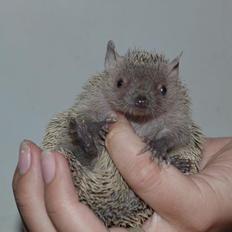 Pindsvin Millan (Tenrec)