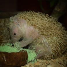 Pindsvin Millan (Tenrec)