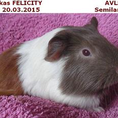 Marsvin Koreskas FELICITY