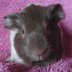 Marsvin Koreskas FELICITY