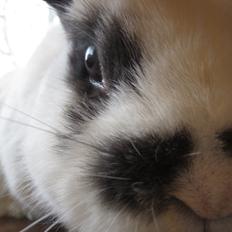 Kanin Panda R.I.P