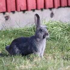 Kanin Aakebergs Akvamarin