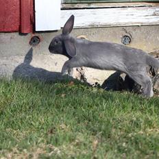 Kanin Aakebergs Akvamarin
