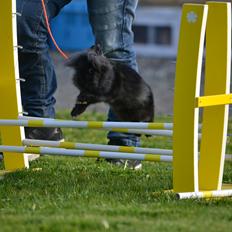 Kanin Kaninbandens BlackBerry