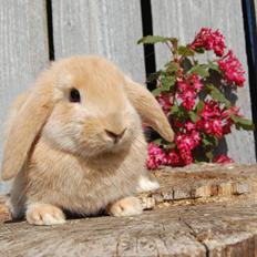 Kanin Aias Kalýtera Athena