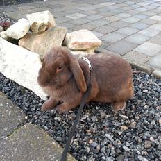 Kanin Coco (Chanel) Diva*