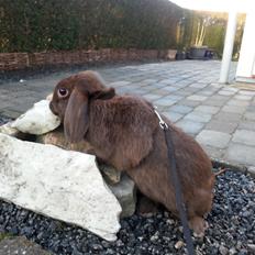 Kanin Coco (Chanel) Diva*