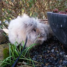 Kanin Cocio (Angora/løvehoved)