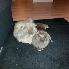 Kanin Cocio (Angora/løvehoved)