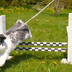 Kanin Wild Blueberry