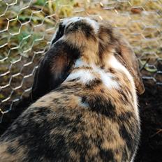 Kanin Madame Madeleine