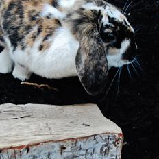 Kanin Madame Madeleine