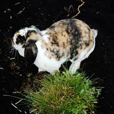 Kanin Madame Madeleine