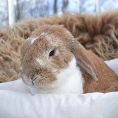 Kanin Farvergades Stampe