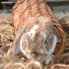 Kanin Farvergades Stampe