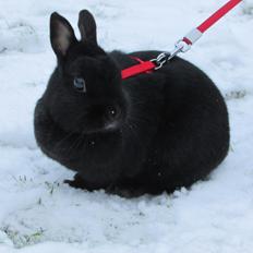 Kanin Tess (Stampens Tess T.)