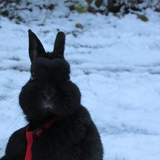 Kanin Tess (Stampens Tess T.)