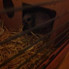 Kanin Sofus R.I.P! Sov sødt <3 :(