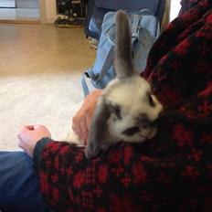Kanin Sofus R.I.P! Sov sødt <3 :(