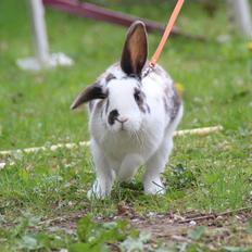 Kanin UniKins Arabica Sarchimor