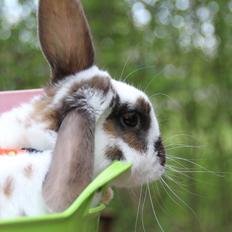 Kanin UniKins Arabica Sarchimor