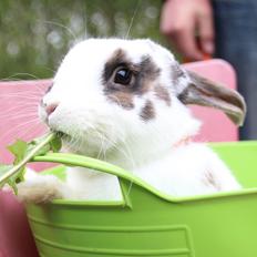 Kanin UniKins Arabica Sarchimor