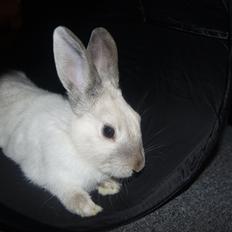 Kanin Bisse