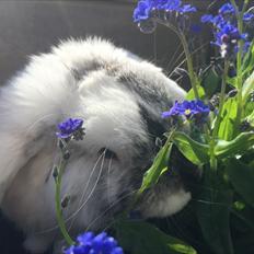 Kanin Chartie's Neuschwanstein Agent 007