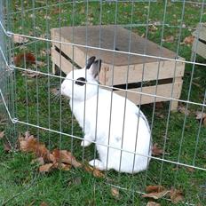 Kanin Hermelingårdens Ninus
