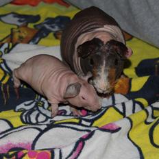 Marsvin  Baby (solgt)