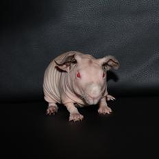 Marsvin  Baby (solgt)