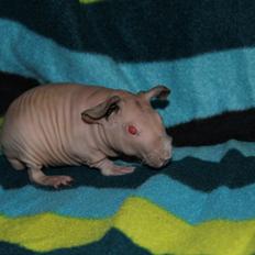 Marsvin  Baby (solgt)