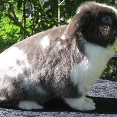 Kanin Strandhusets Beauty Fly