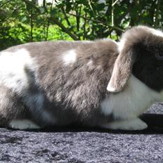 Kanin Strandhusets Beauty Fly