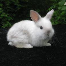 Kanin Kastaniens White Diamond