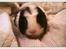 Marsvin Molly Stacey Mirabelle *Molse, smukke*