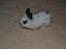 Kanin Plet R.I.P min lille plettimus <3