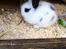 Kanin Plet R.I.P min lille plettimus <3