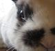 Kanin Panda R.I.P