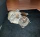 Kanin Cocio (Angora/løvehoved)