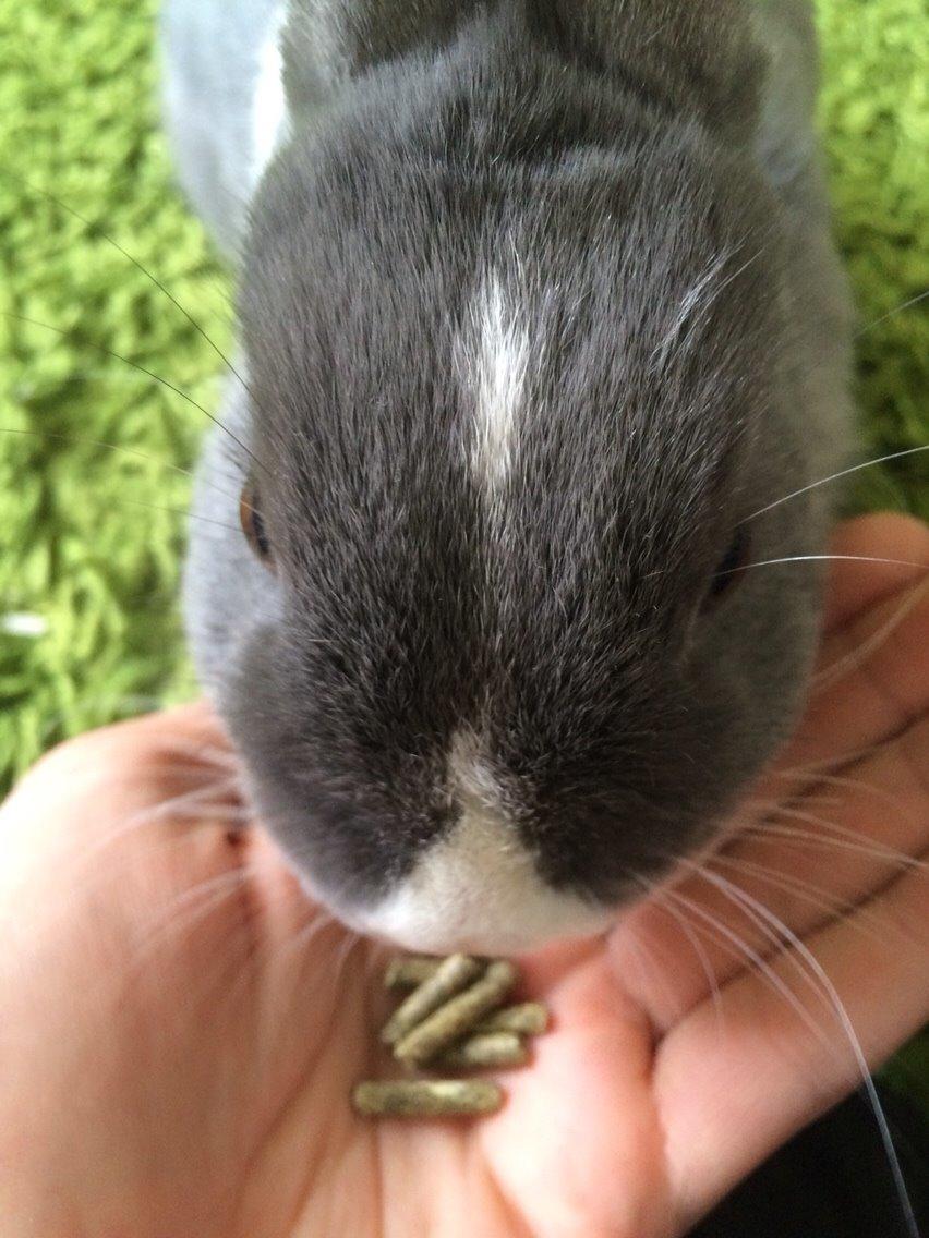 Kanin Candy billede 29