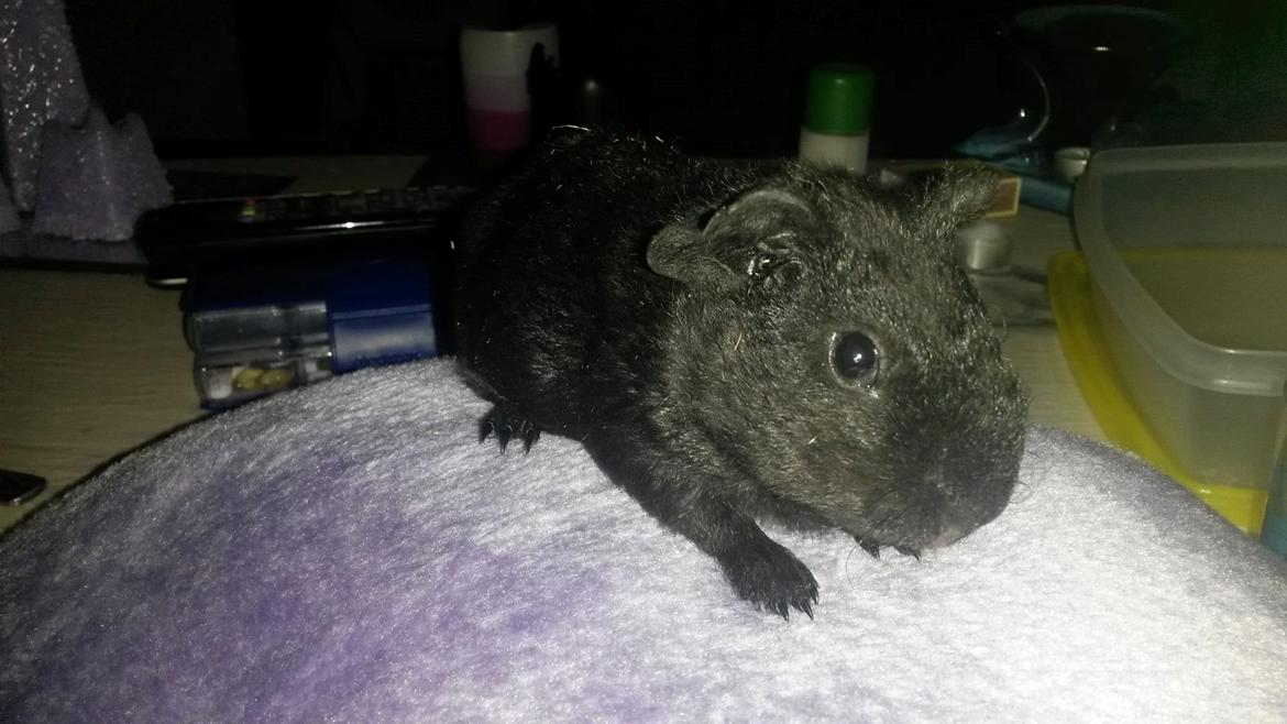 Marsvin Hitchcock billede 13