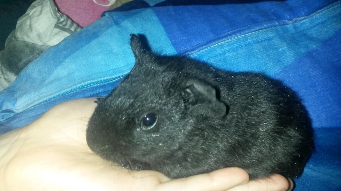 Marsvin Hitchcock billede 16