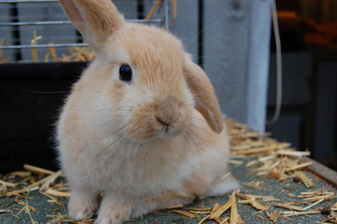 Kanin Aias Kalýtera Athena billede 15