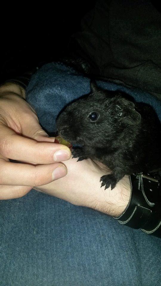 Marsvin Hitchcock billede 11